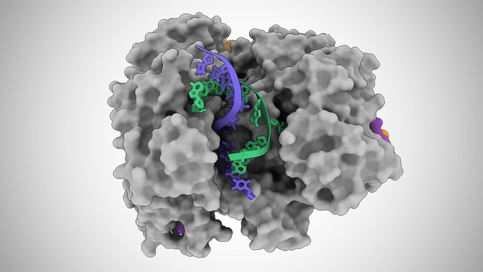 CRISPR＋新冠病毒=？最新Nature首次发现CRISPR蛋白可以作为细菌的一种多用途自毁系统